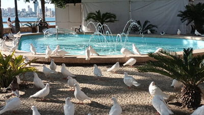 Parque Elche con palomas en Benidorm