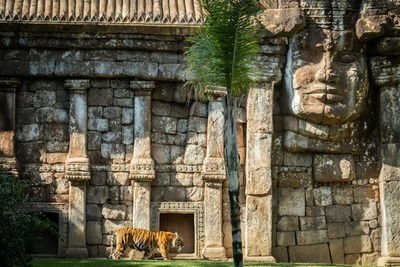 Fuengirola Bioparc with animals in their natural environment