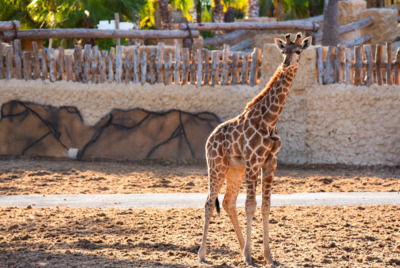 Río Safari Elche — парк животных с жирафами и другими экзотическими животными