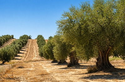 Оливковые рощи Хаэна