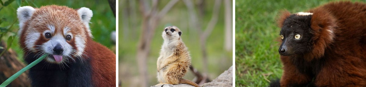 Животные в мадридском биопарке Faunia