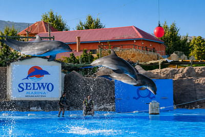 Selwo Marina in Benalmádena — dolphinarium and marine animal park