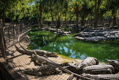 Crocodile Park парк крокодилов в Торремолиносе
