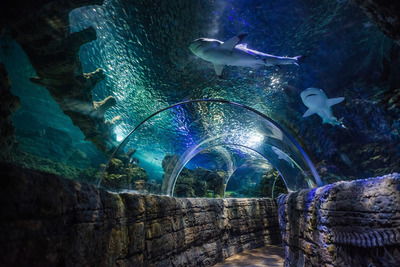 Sea Life Benalmadena аквариум