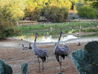 Cañada de los Pájaros Природный парк Cañada de los Pájaros рядом с Севильей